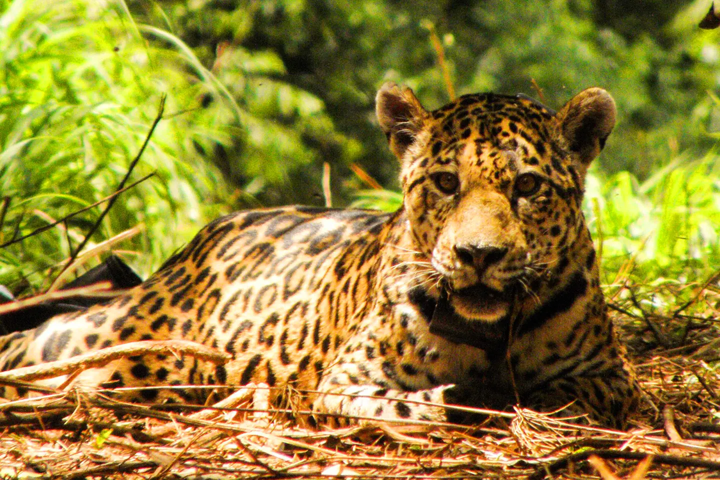biocentro-iguazu-jaguarete