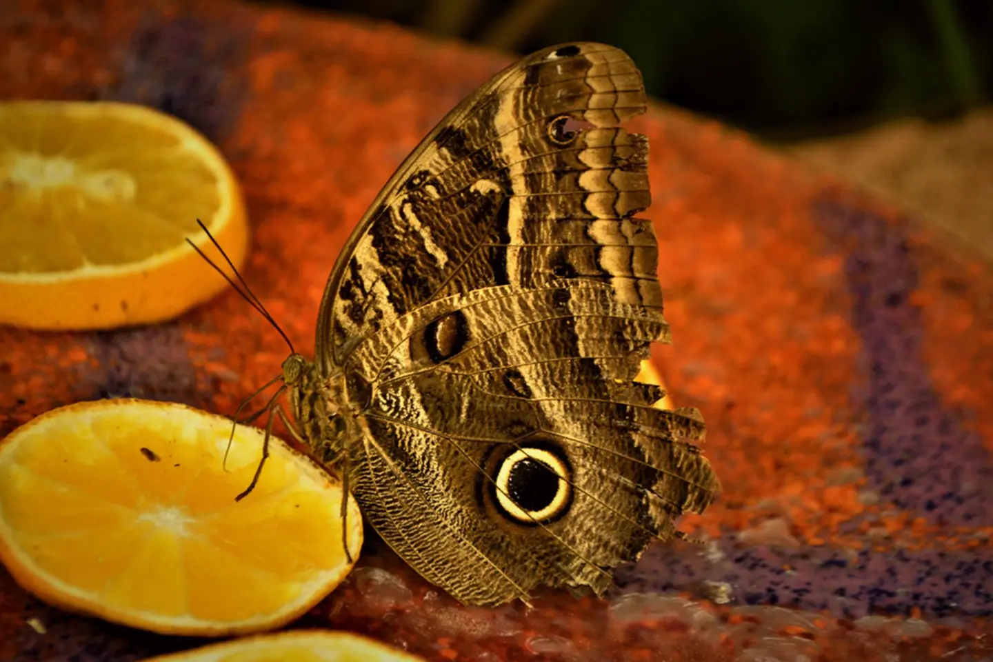 biocentro-iguazu-mariposa