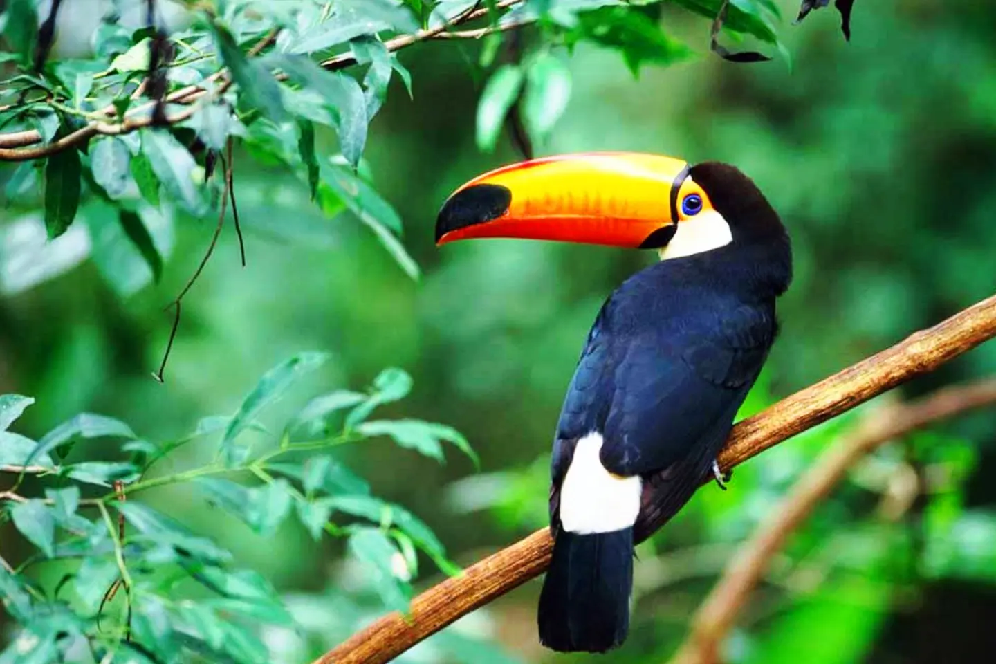 biocentro-iguazu-tucan