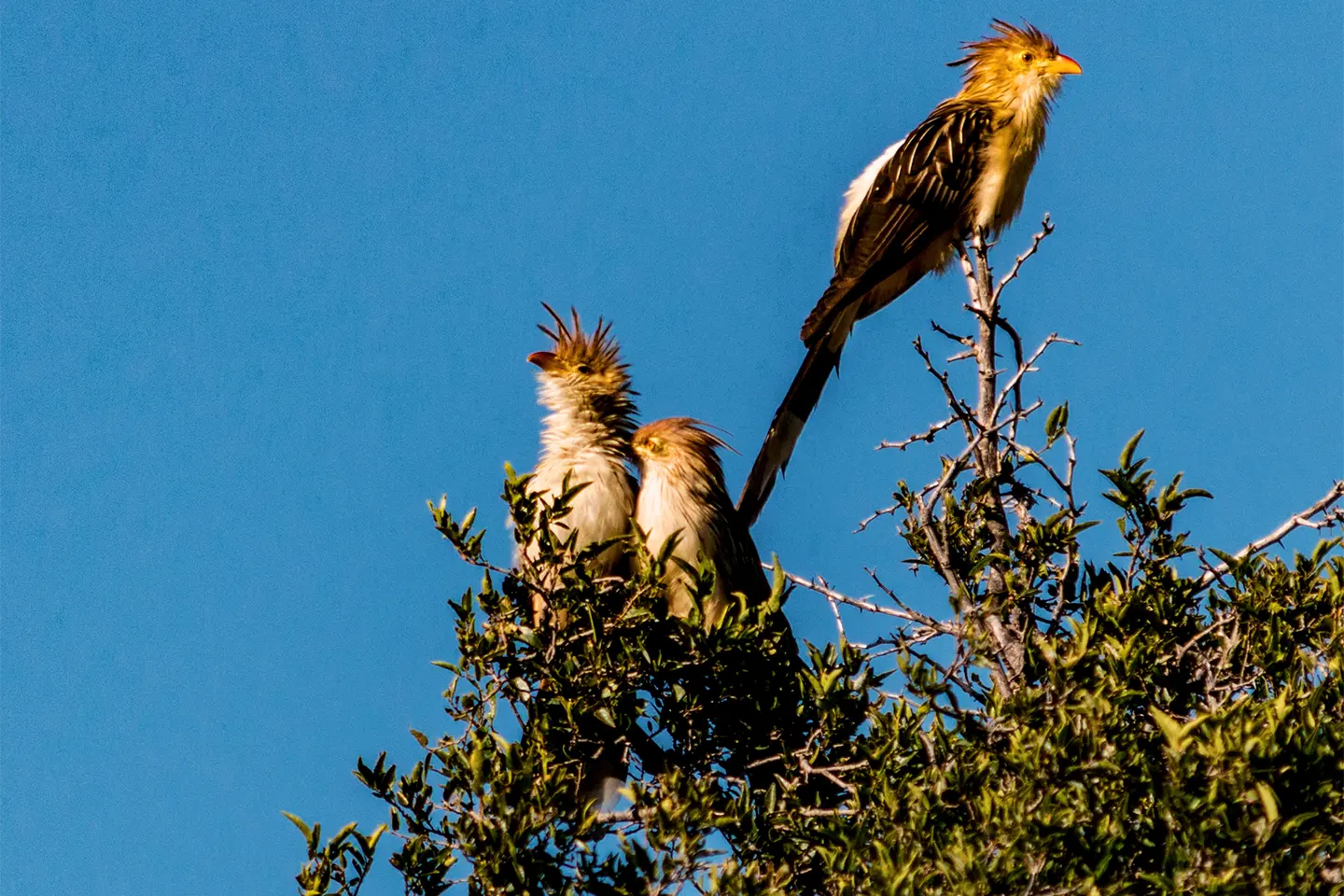 dique-piscu-yaco-aves