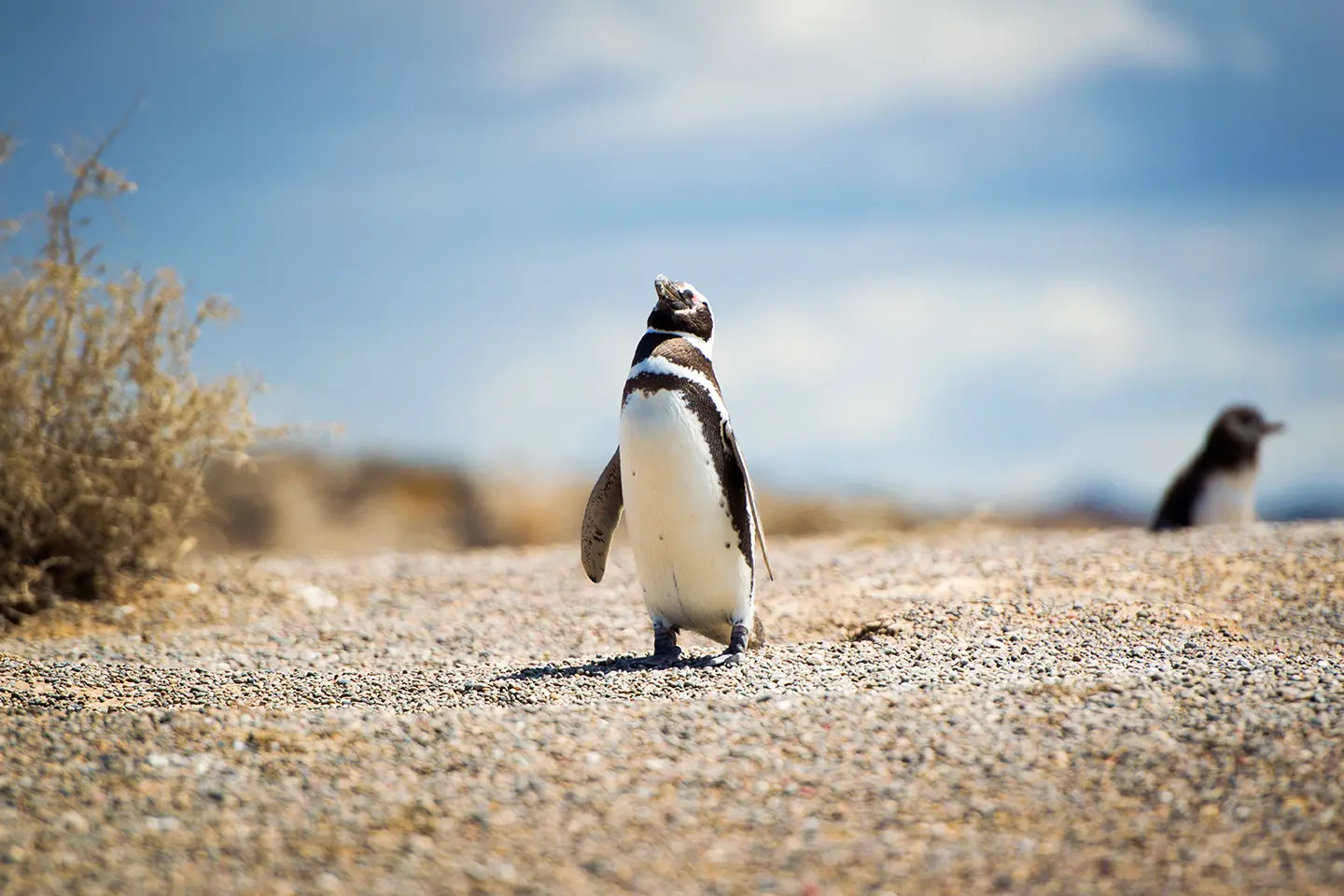 punta-tombo-pinguinos-2