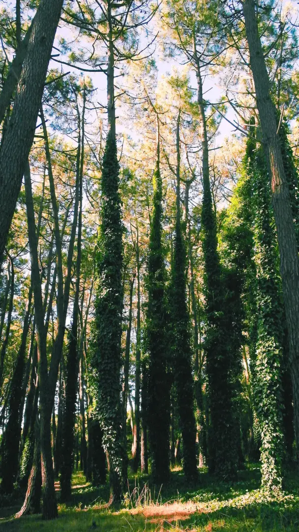 miramar-bosque-energerico-portada