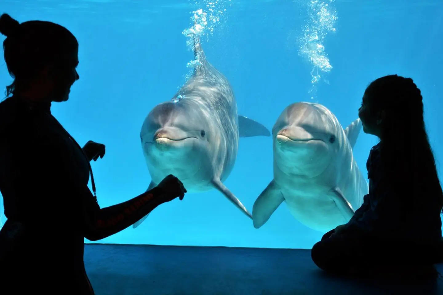 mundo-marino-delfines