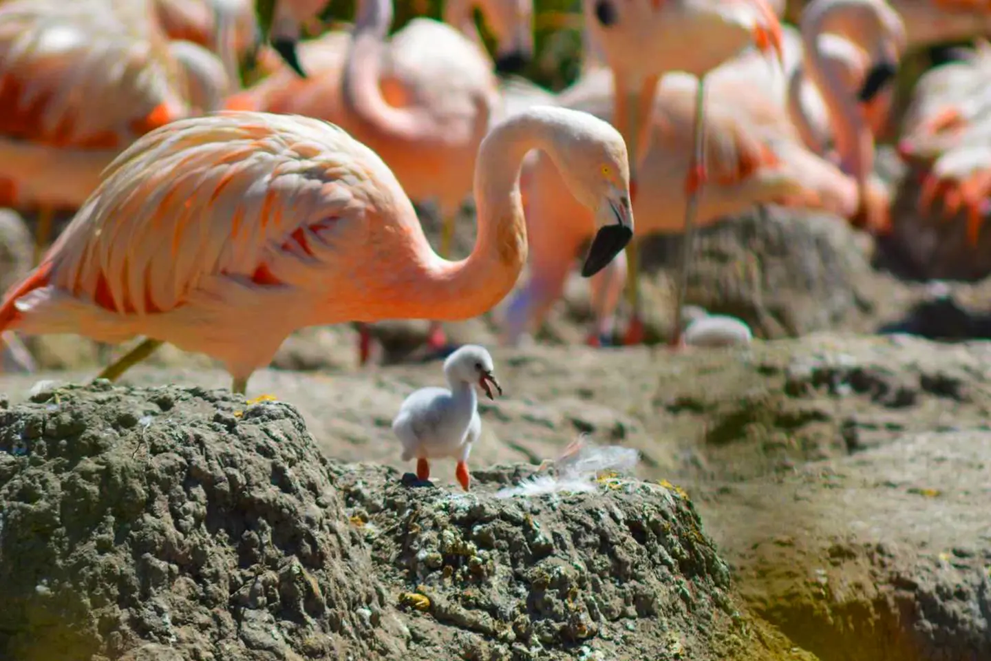 mundo-marino-flamencos