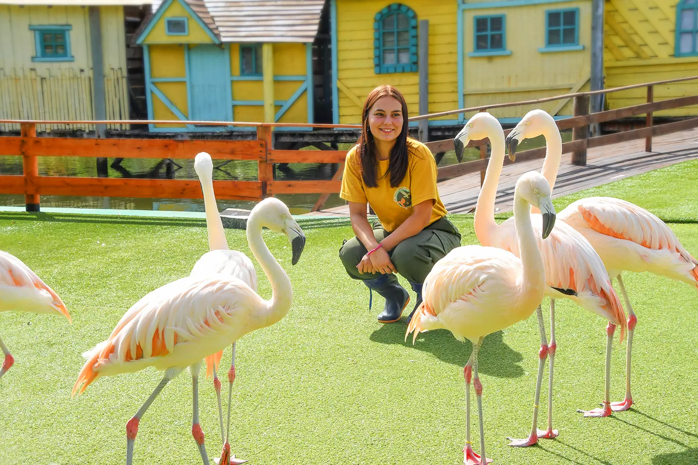 mundo-marino-flamencos1