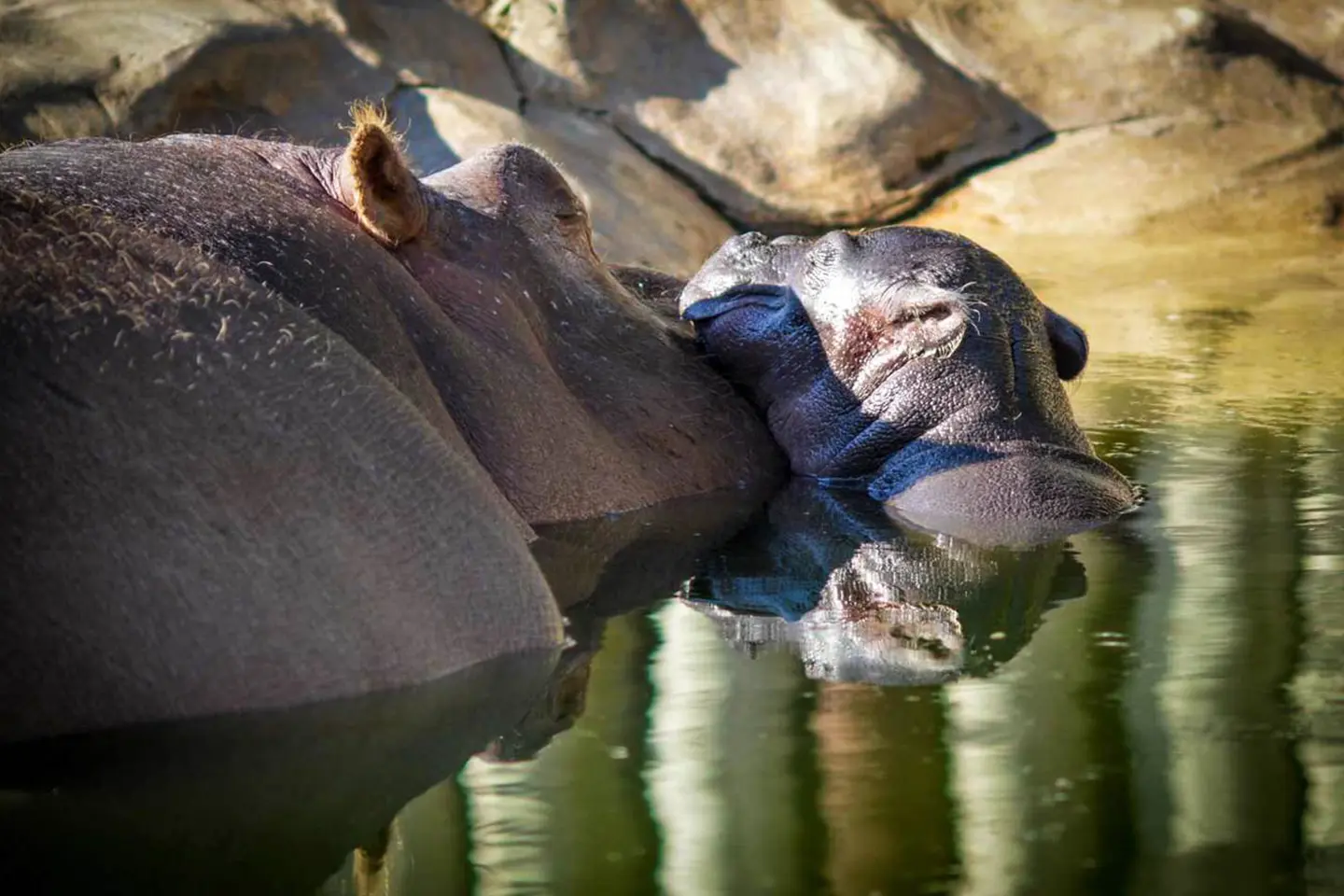 mundo-marino-hipopotamos