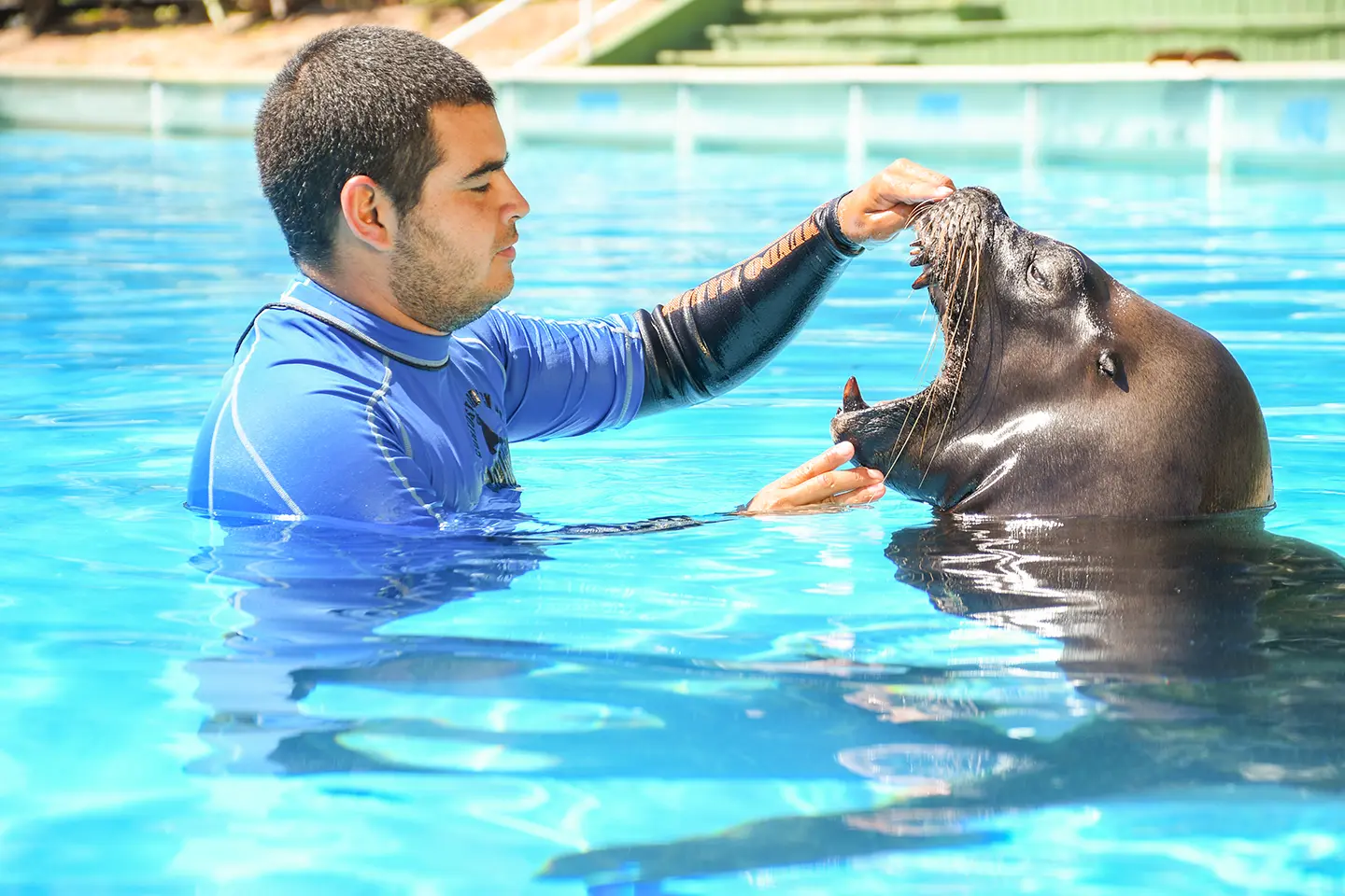 mundo-marino-lobo-marino