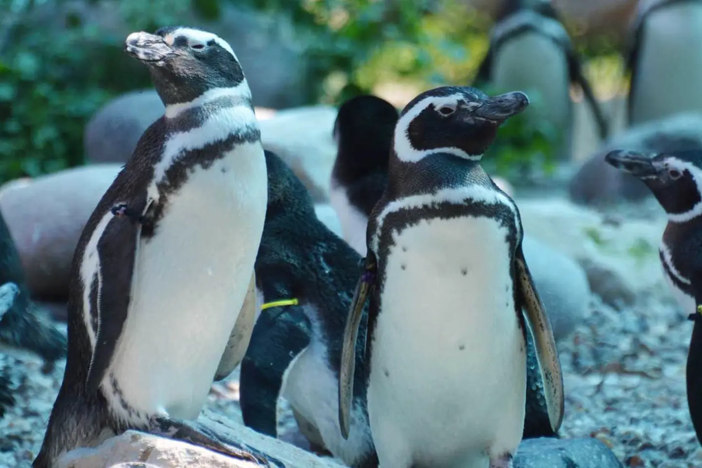 mundo-marino-pinguinos