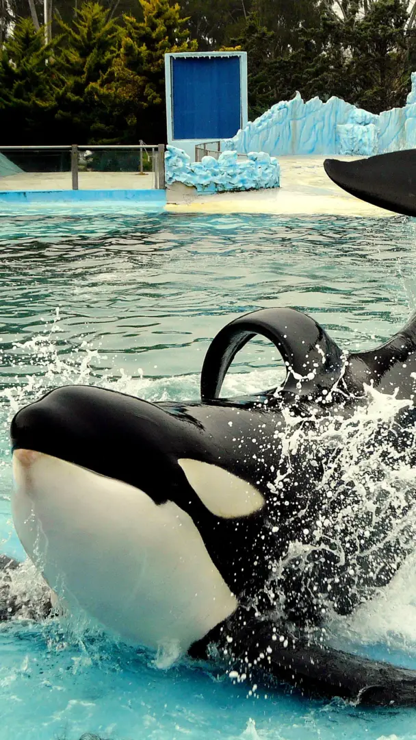 mundo-marino-portada