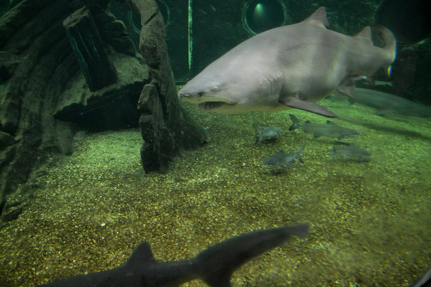 mundo-marino-tiburon