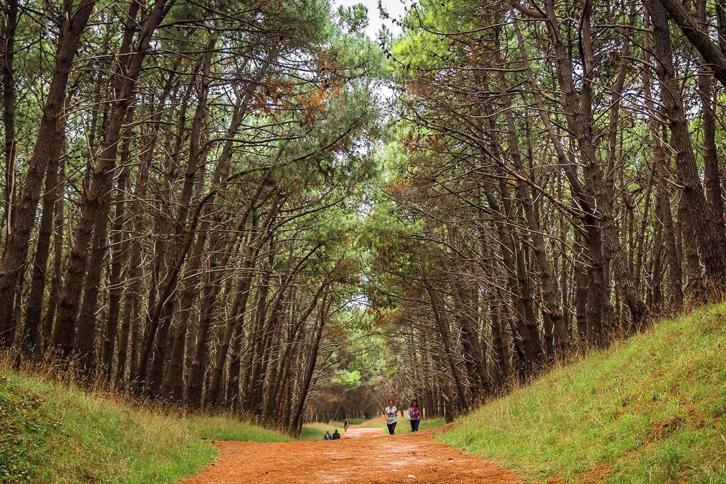 necochea-parque-miguel-lillo-1