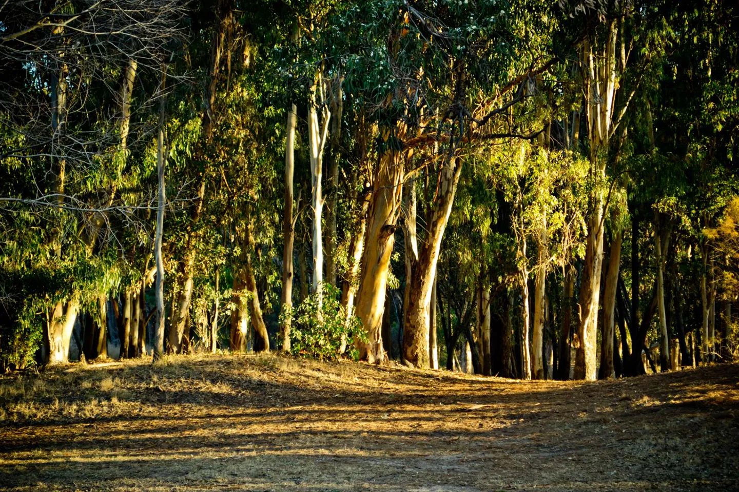 necochea-parque-miguel-lillo