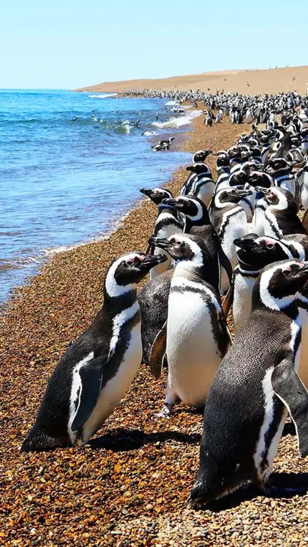 pinguinos-peninsula-valdes-portada