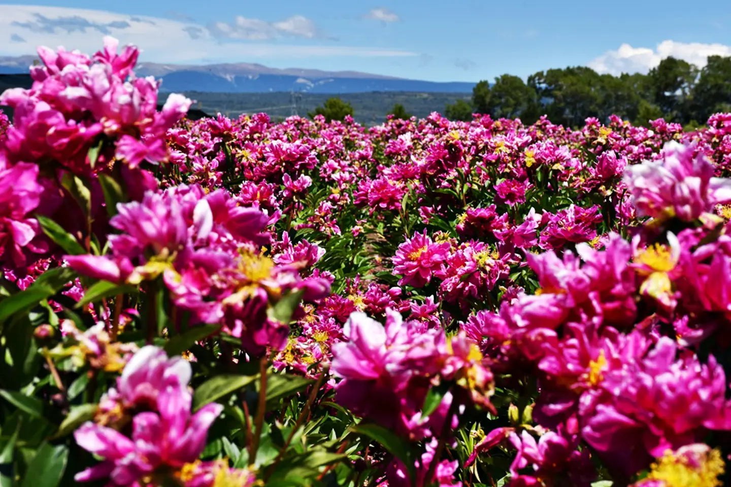 campo-peonias