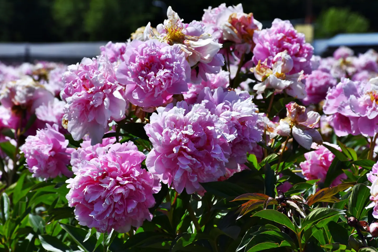 campo-peonias1