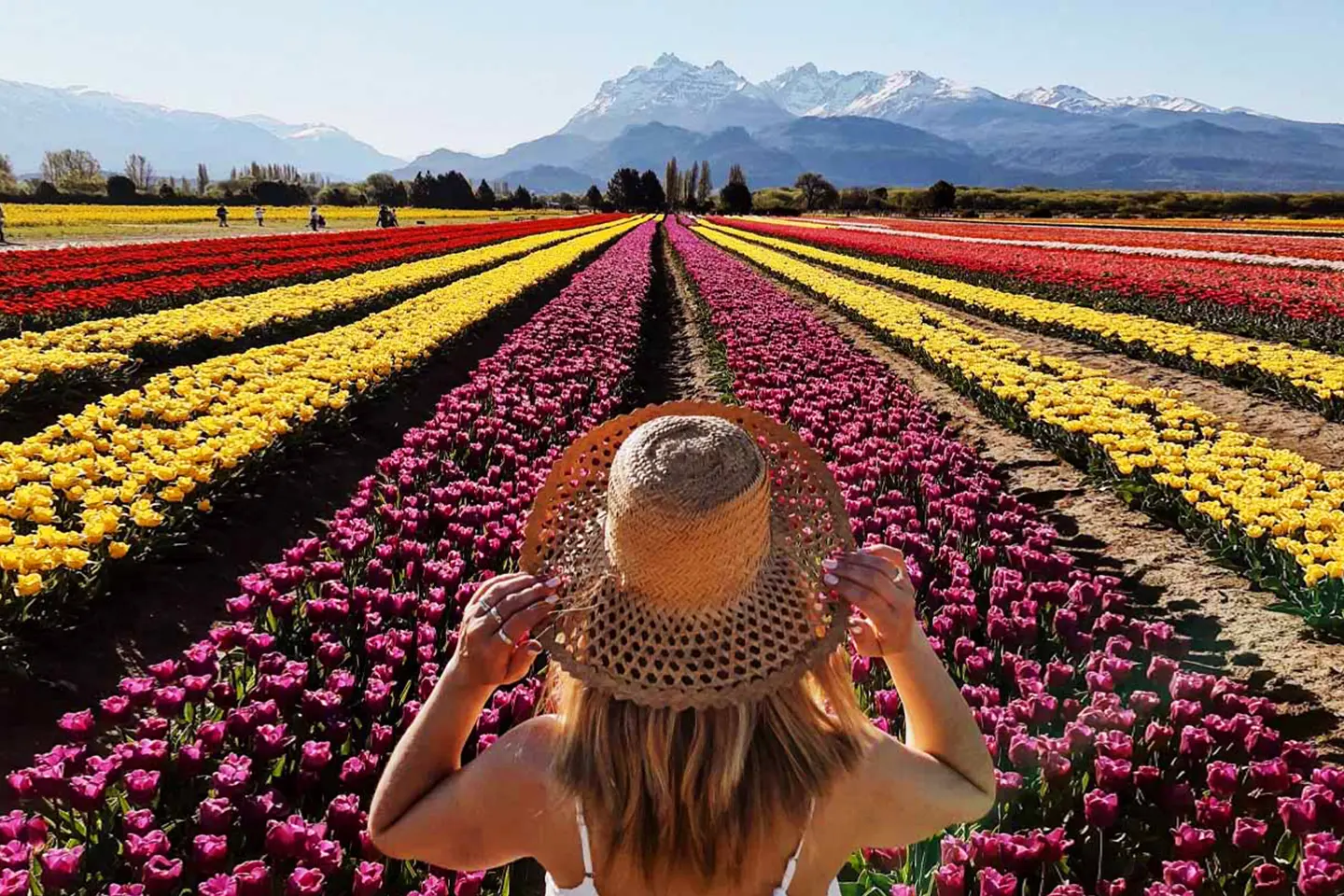 campo-tulipanes-1
