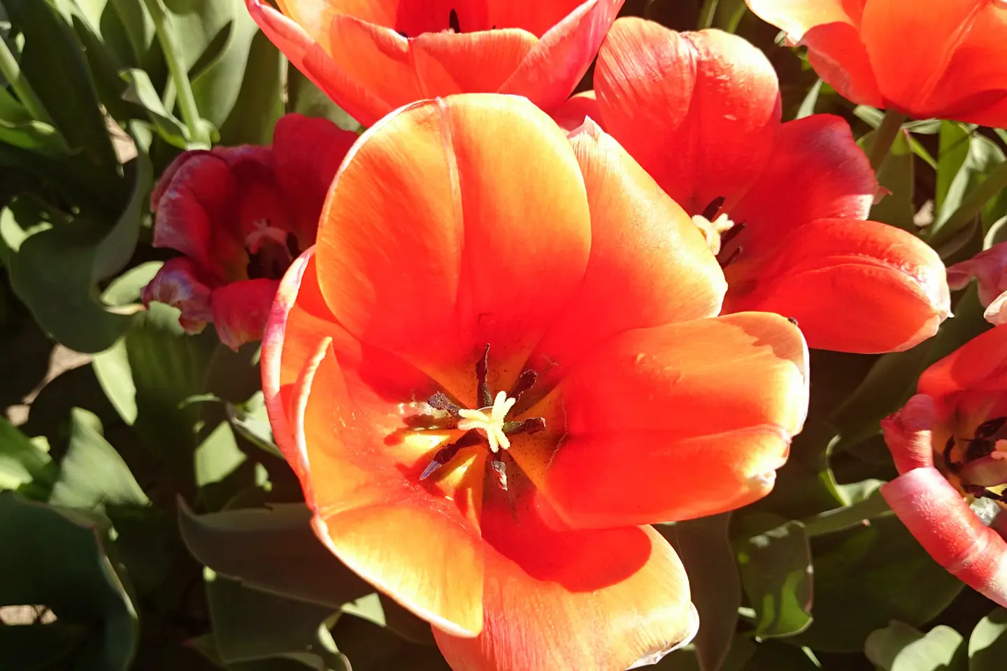 campo-tulipanes-2