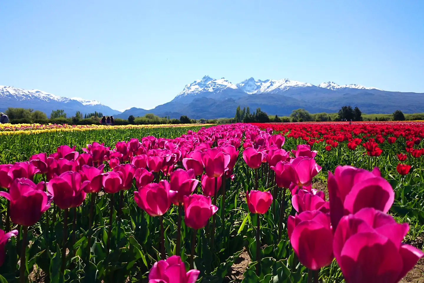 campo-tulipanes-3