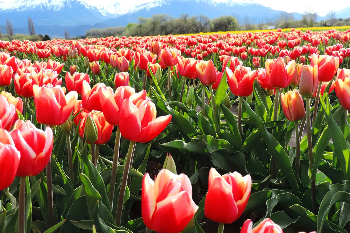 campo-tulipanes-4