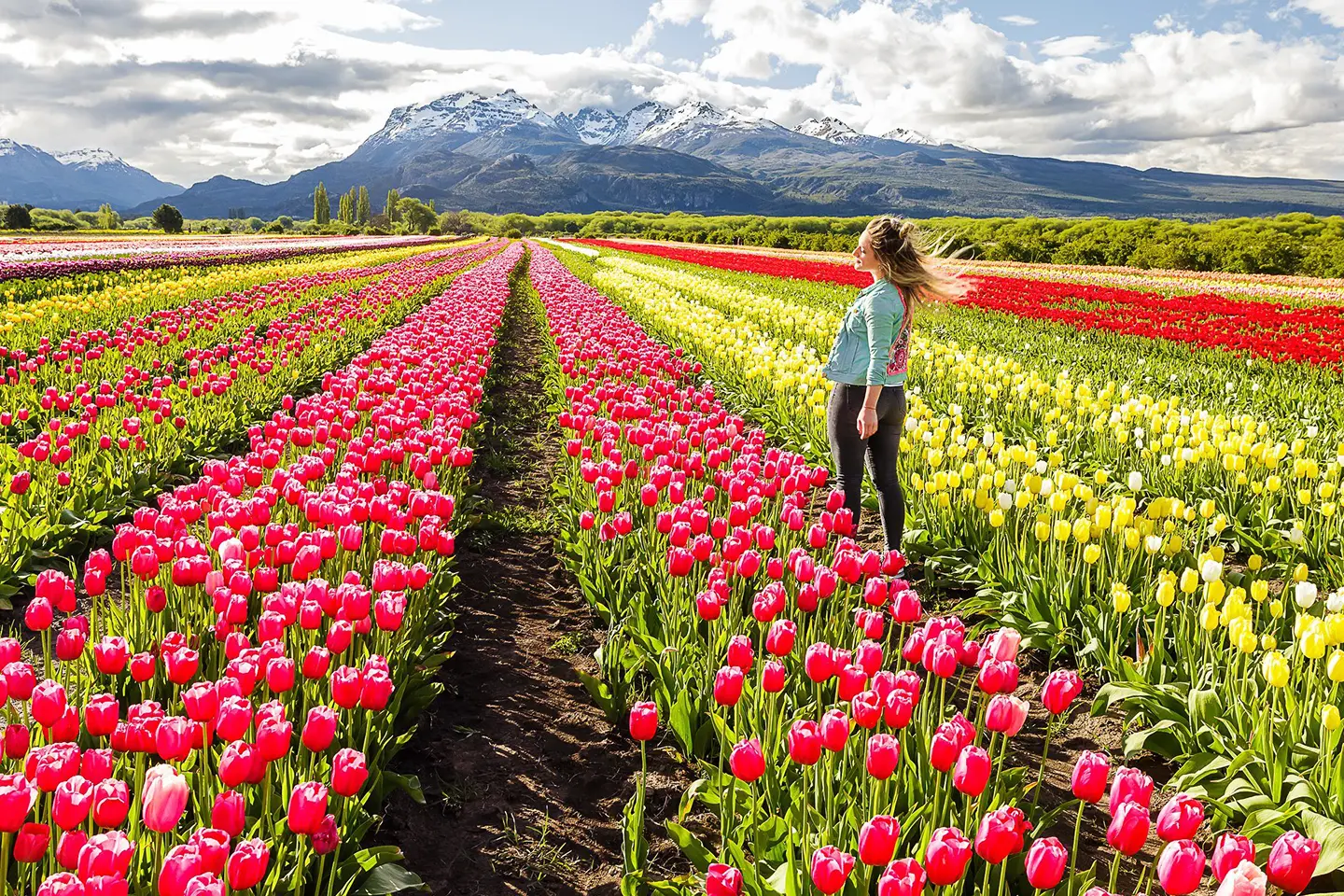 campo-tulipanes-5