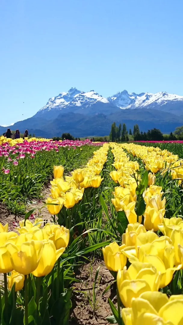 campo-tulipanes-portada