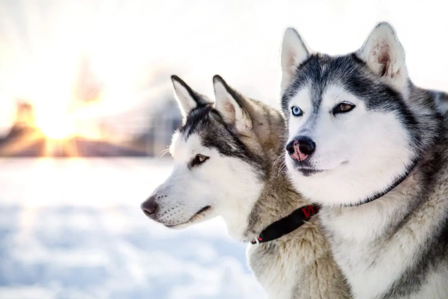 aventura-blanca-huskies