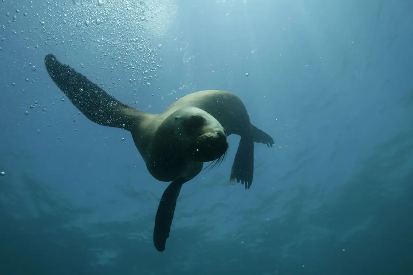 buceo-con-lobos-marinos