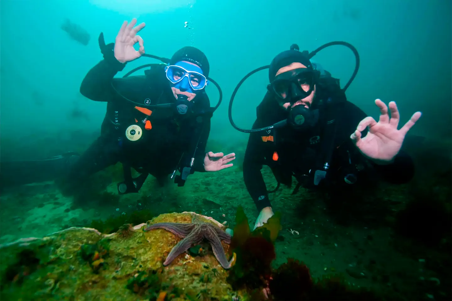 buceo-con-lobos-marinos1