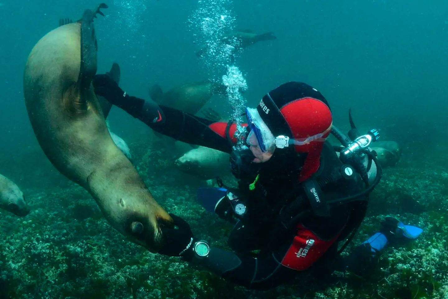 buceo-con-lobos-marinos2