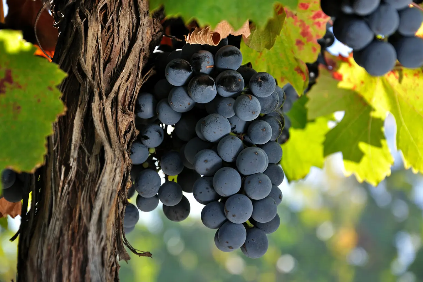 caminos-del-vino-uvas