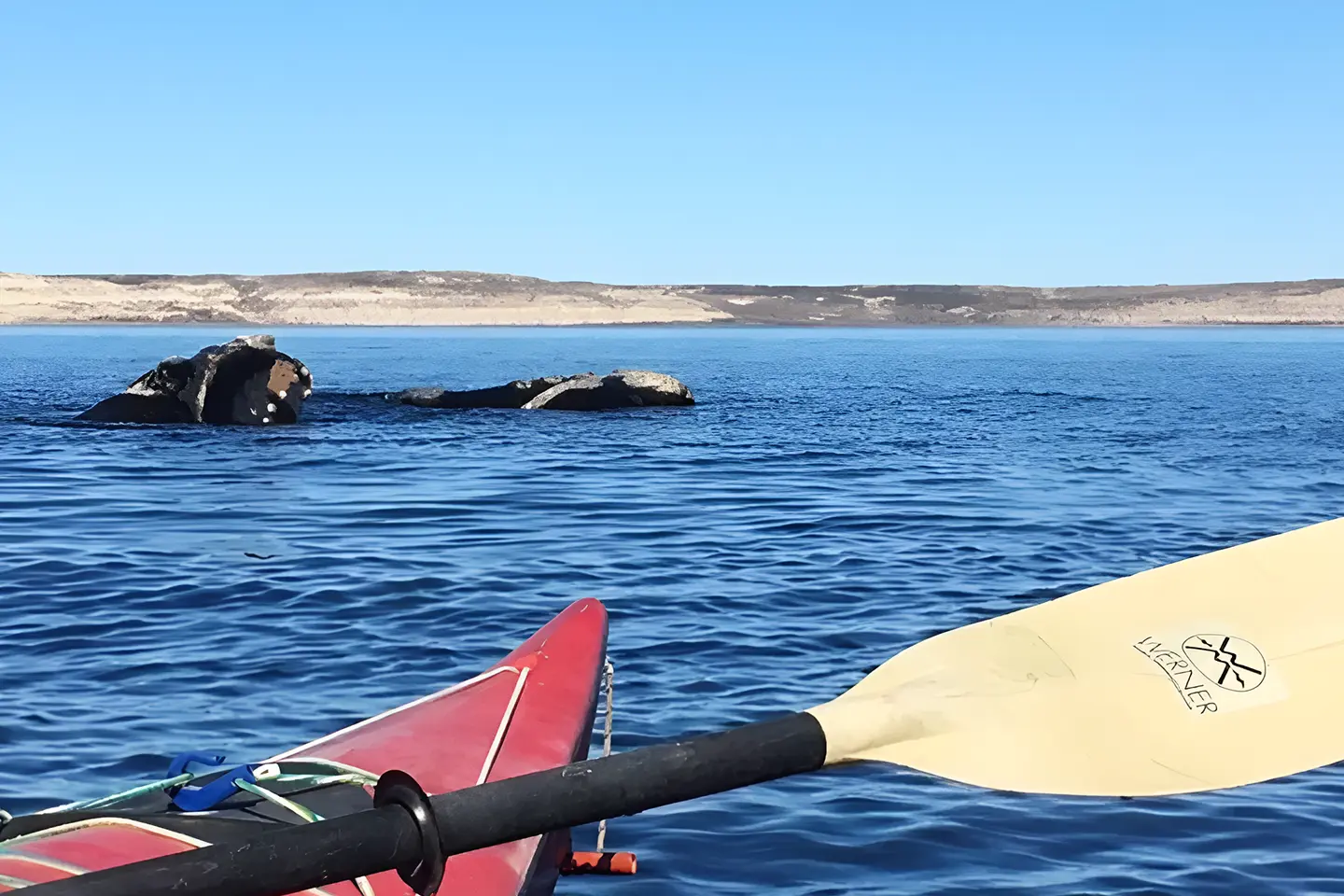 kayak-puerto-piramides-ballenas