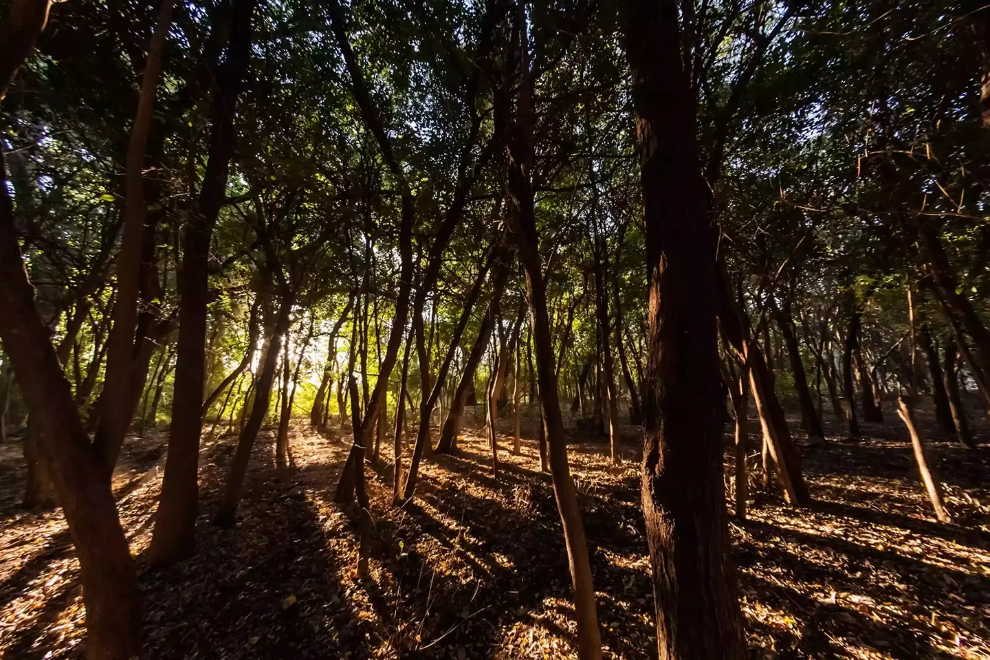 laberinto-borges-bosque