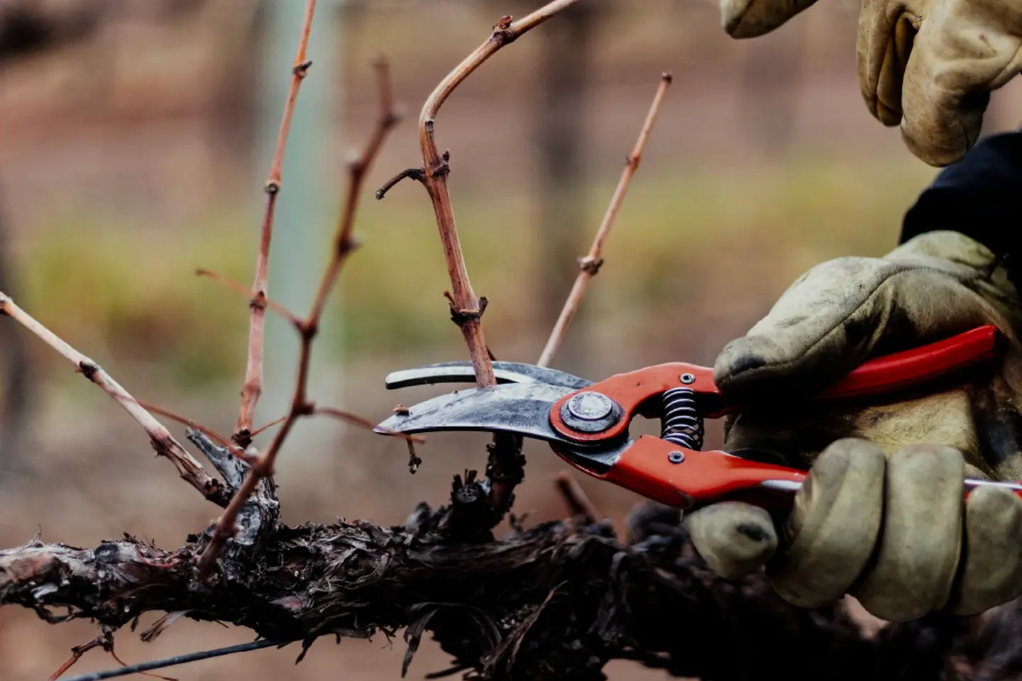 experiencia-morgan-proceso