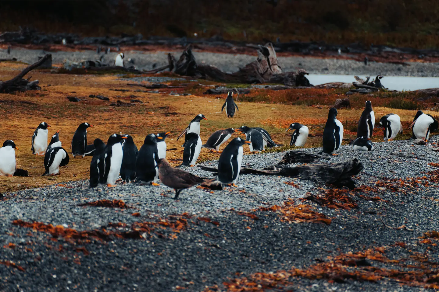 pinguinos-isla-martillo