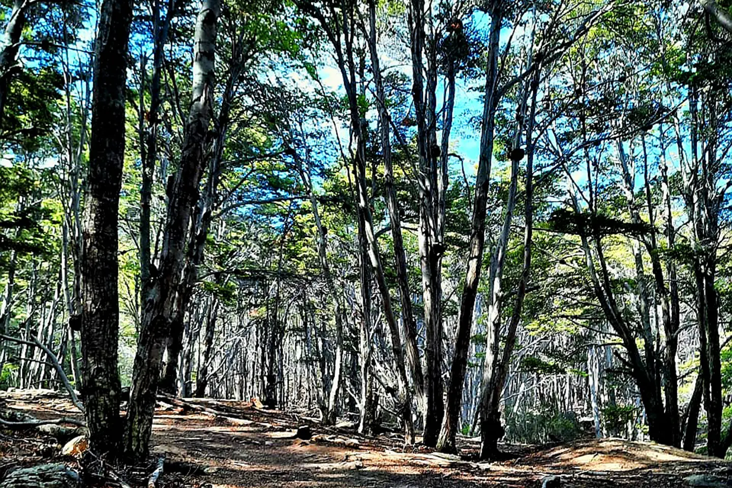 puerto-almanza-punta-parana-bosque1