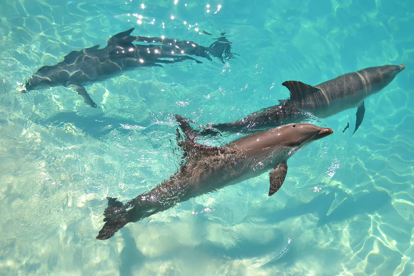 cancun-delfines