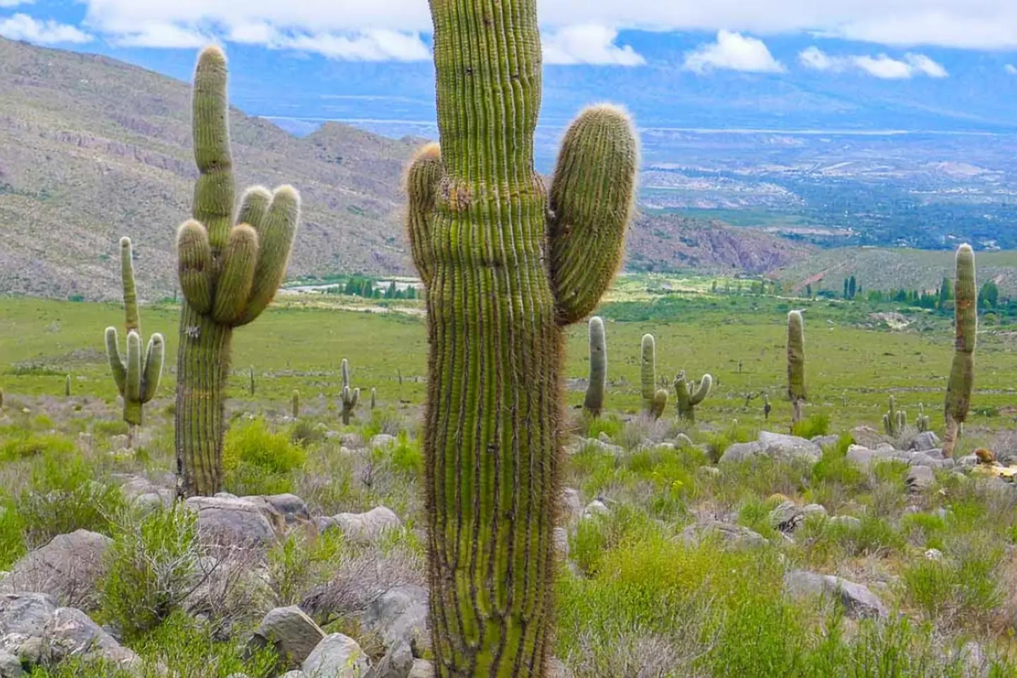 Tucumán & Termas de Rio Hondo en Bus: Tucuman cactus